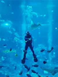 A Mesmerizing Dive into the Deep Blue (S.E.A. Aquarium)