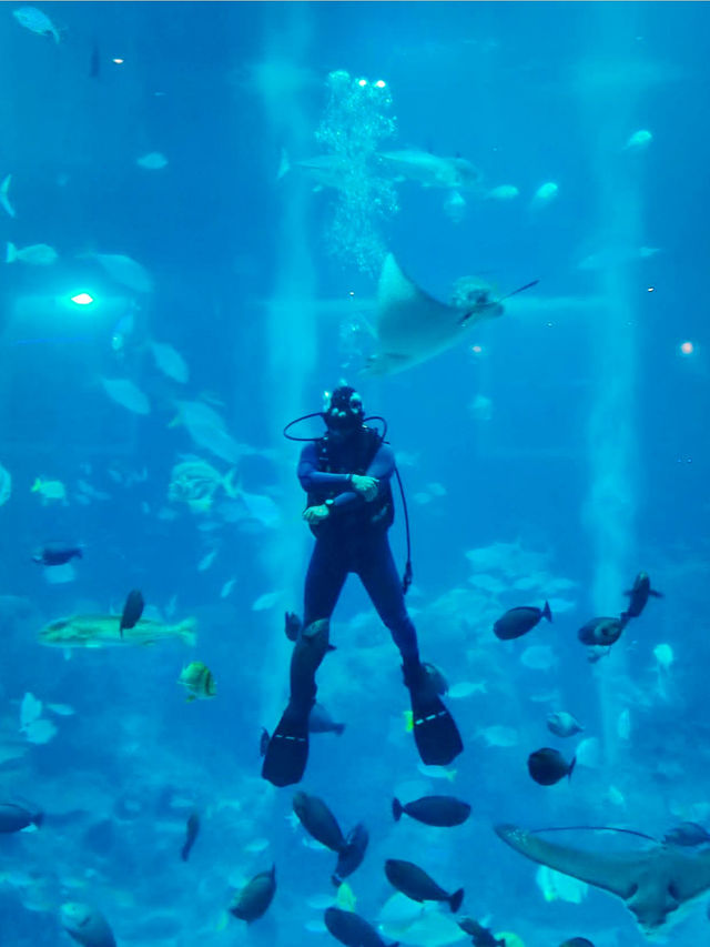 A Mesmerizing Dive into the Deep Blue (S.E.A. Aquarium)