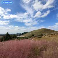 🇰🇷 Autumn's Blush: The Magic of Pink Muhly Grass