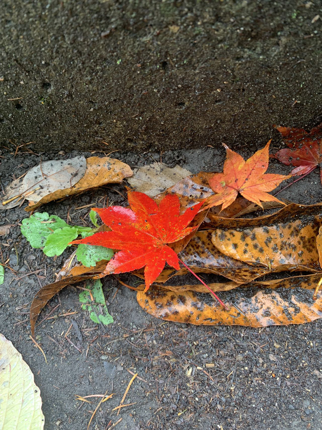 輕井澤的花葉之火焰點點黃金遍遍