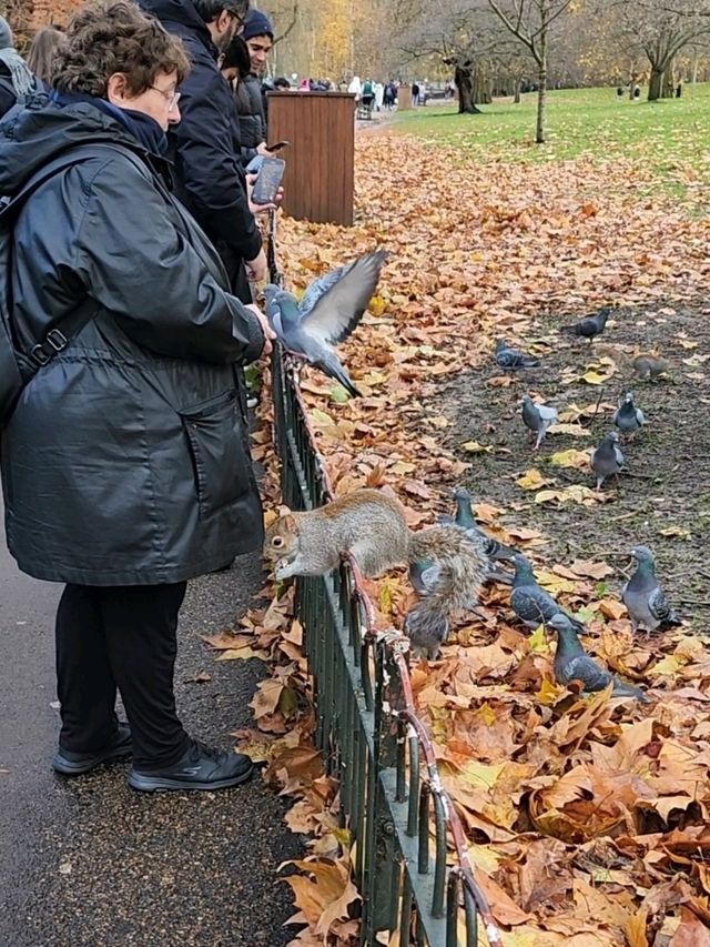 🇬🇧 Relaxing at St. James Park, Central London