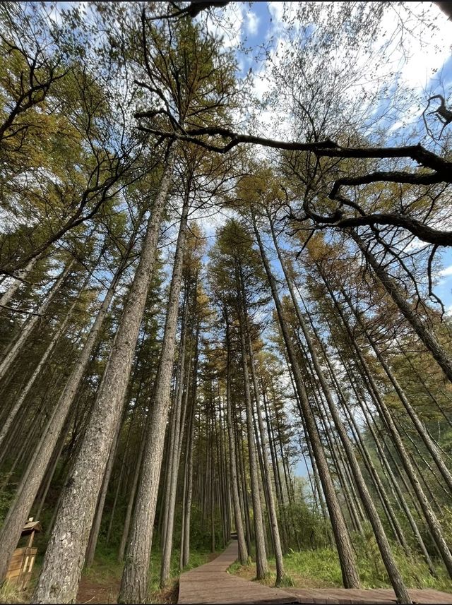 六盤山國家森林公園|和我一起徒步森林吧