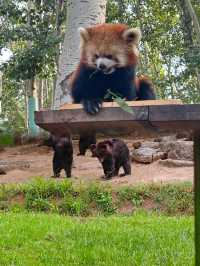 《野性的呼喚：北京野生動物園探祕之旅》。