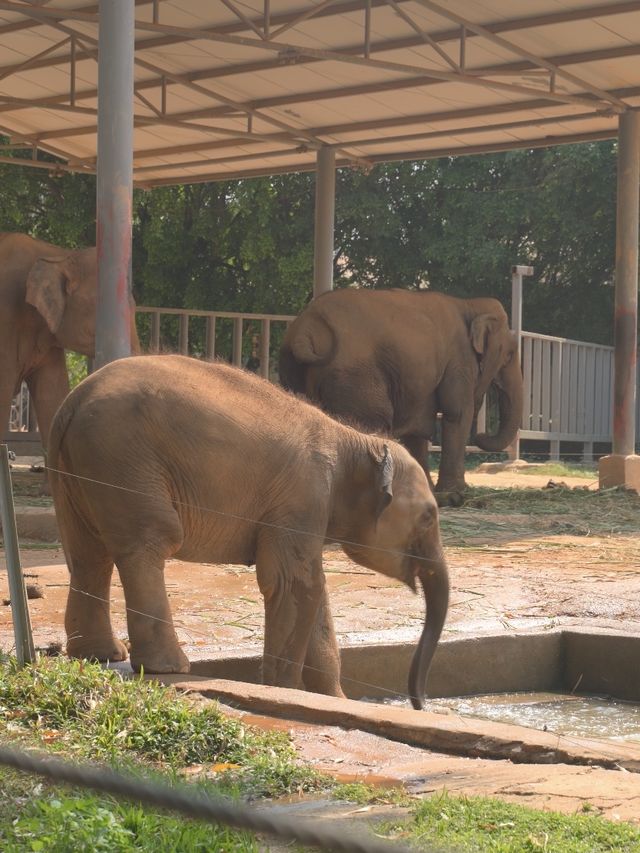 東莞香市動物園 | 與可愛動物們的奇妙邂逅。