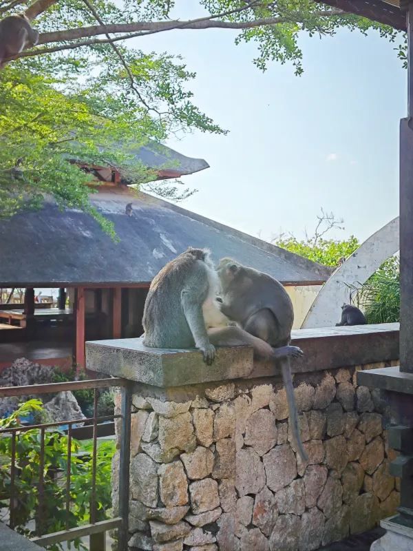 Uluwatu Kecak Dance: Monkeys Randomly Interact with You