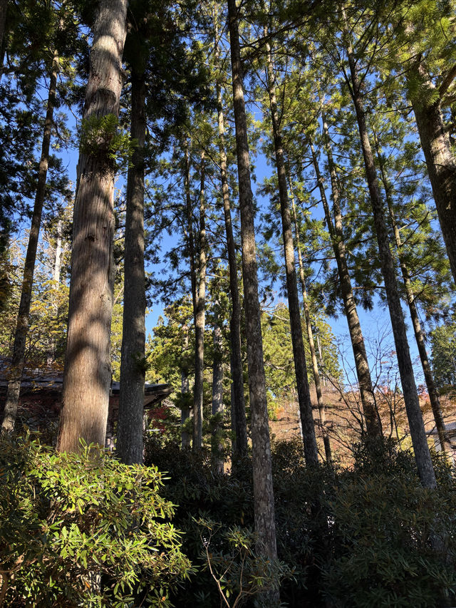 世界文化遺產日本佛教聖地高野山一日遊