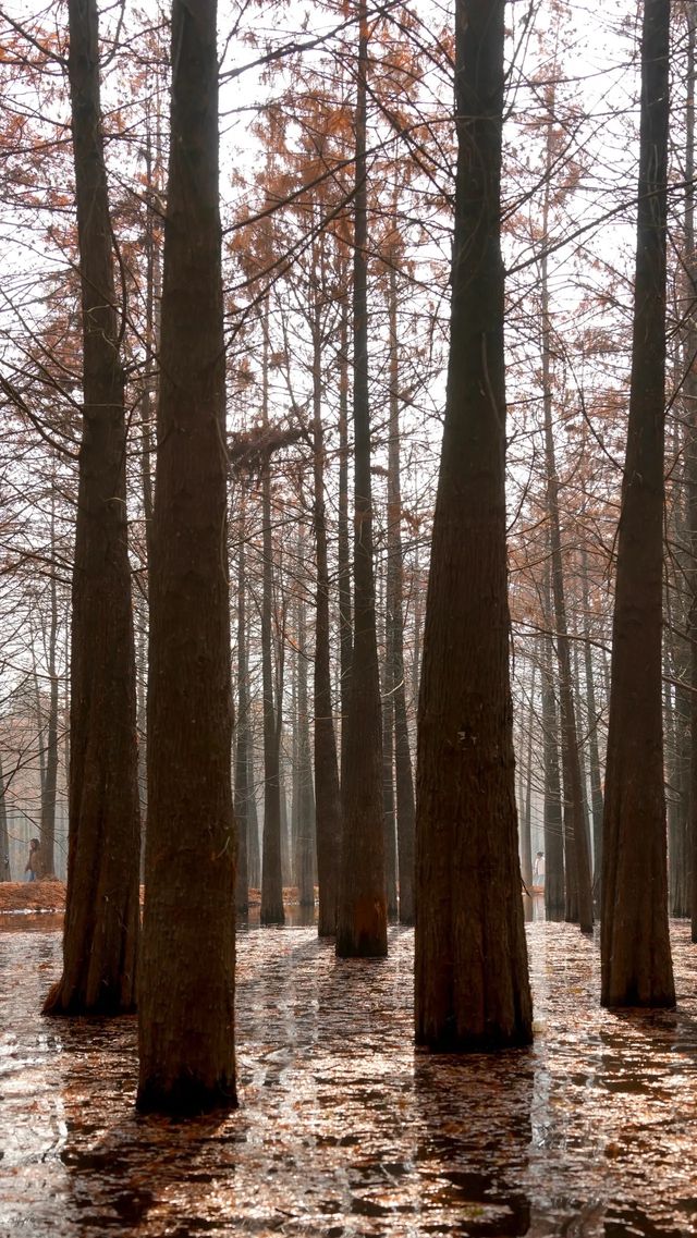 自駕皖南川藏線落羽紅杉林