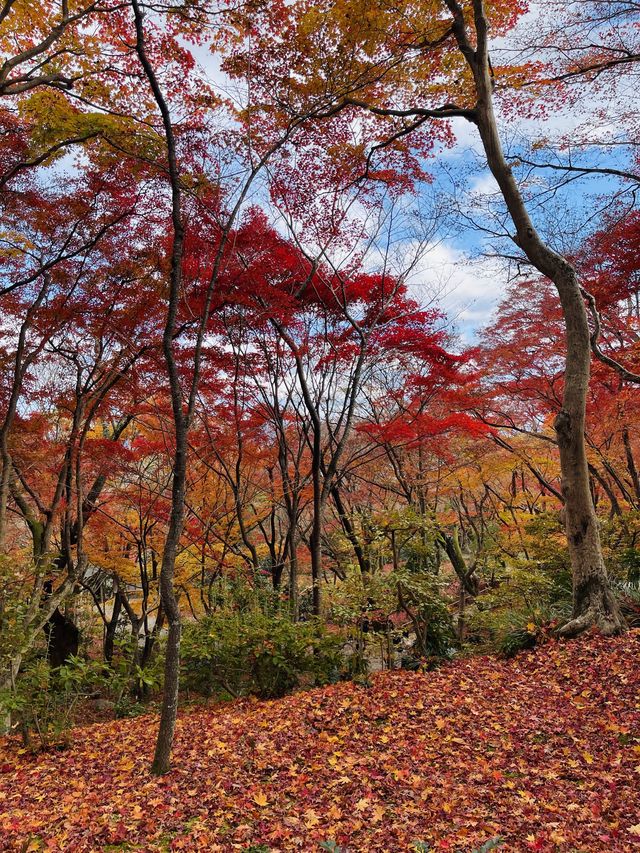 日本·京都