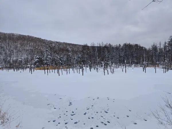 北海道美瑛－富良野一日遊的奇妙旅程