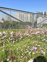 在廣州！被天台這片格桑花花海治癒了（附路線