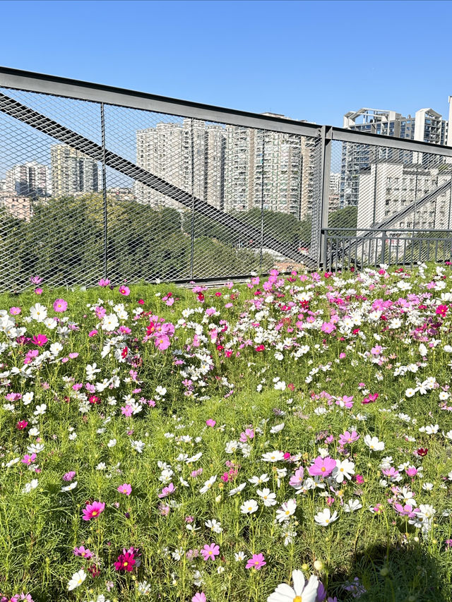 在廣州！被天台這片格桑花花海治癒了（附路線