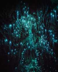 Explore the Enchanting Waitomo Glowworm Caves in New Zealand