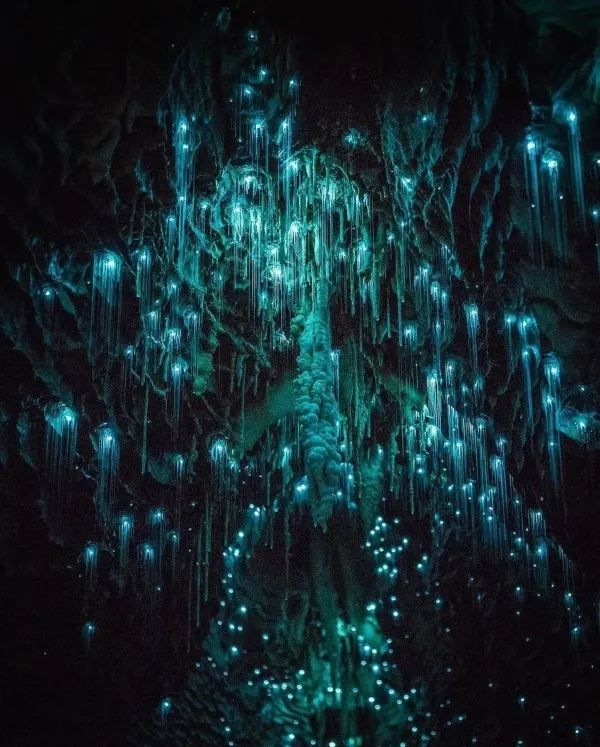 Explore the Enchanting Waitomo Glowworm Caves in New Zealand