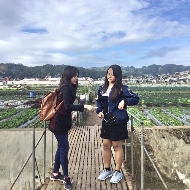 Visiting La Trinidad Strawberry Farm 🍓😋