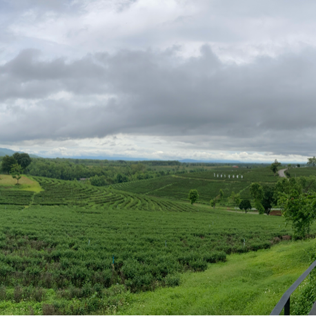 Choui Fong Tea Plantation Chiangrai