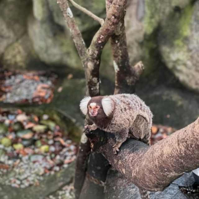 Wonderful place to visit - Zoo Negara Malaysia