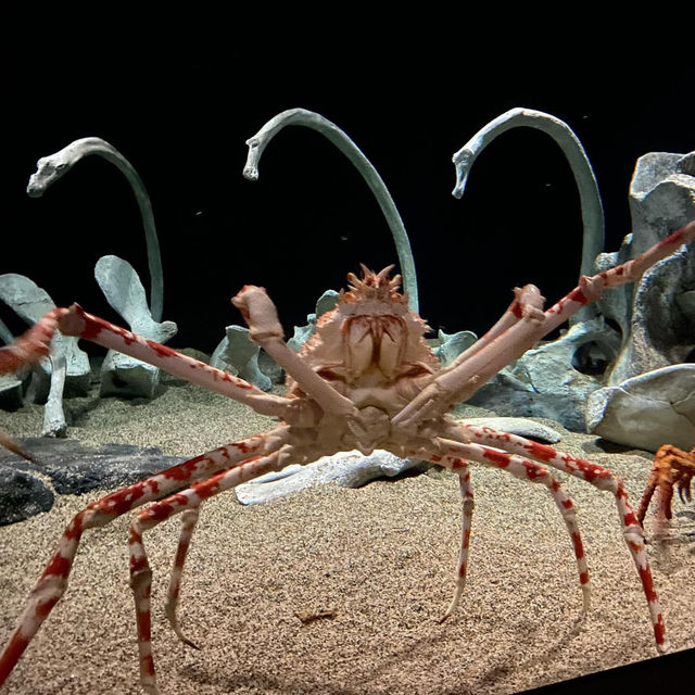 California’s Marine Marvel