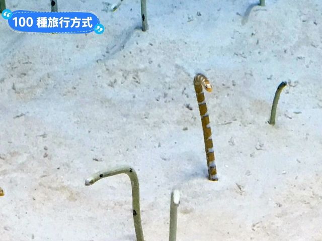 沖繩親子旅行好去處：亞州最大的美麗海水族館