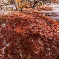 🇯🇵青森「中野紅葉山」有著東北小嵐山美譽的賞楓🍁勝地