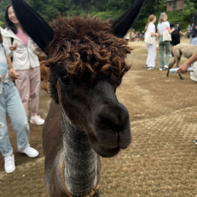 Alpaca world in July!