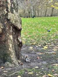 🇬🇧 Relaxing at St. James Park, Central London