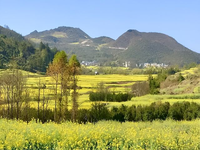 記錄羅平油菜花的美麗景色