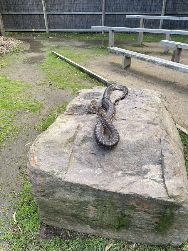 野生動物奇遇記，Pearcedale月光之旅野生動物保護園