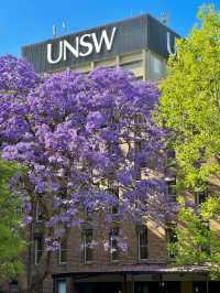 Chasing Jacarandas in Sydney