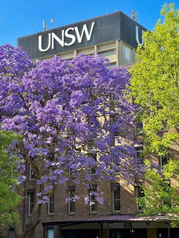 Chasing Jacarandas in Sydney