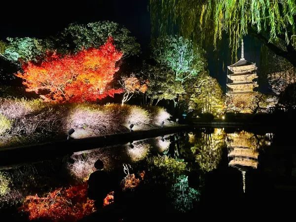 The Night Maple of Toji and the Ginkgo of Nishi Honganji are Amazing