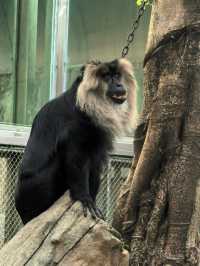 廣州動物園的小動物們你們都看了嗎