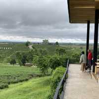 Choui Fong Tea Plantation Chiangrai