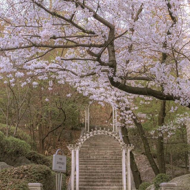 【韓國】慶熙大學：櫻花季，藍天粉嫩櫻花