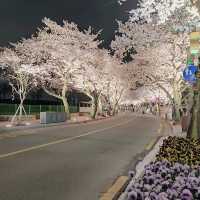 Best Cherry Blossam spots in South Korea 🌸🇰🇷