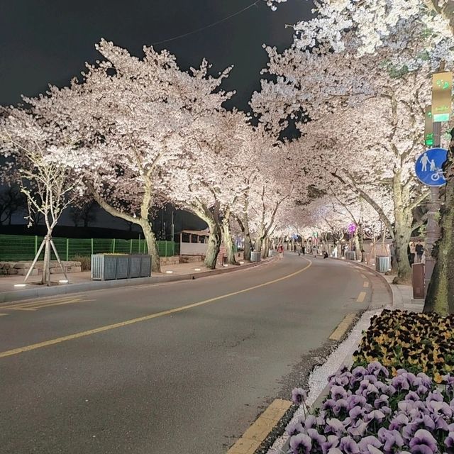 Best Cherry Blossam spots in South Korea 🌸🇰🇷