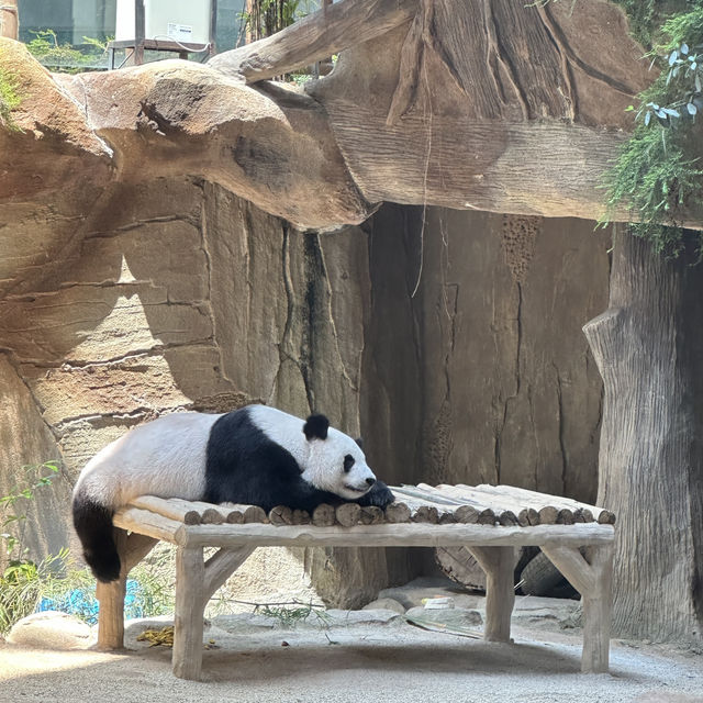 Panda is resting 🐼