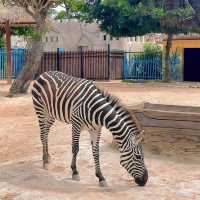 上海動物園⛲️神奇動物世界