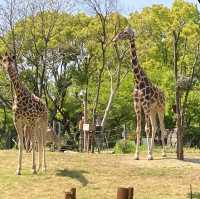 大阪旅遊之～天王寺動物園