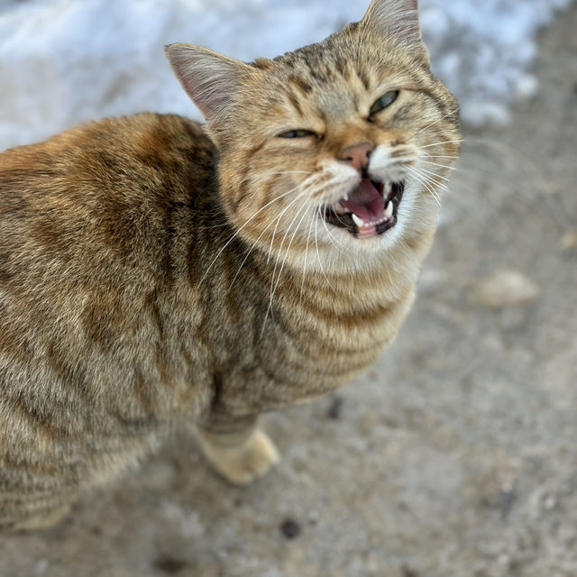 Christmas Magic in Snowy Cappadocia