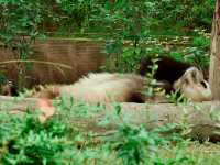 Day Visit to the Chengdu Panda Base