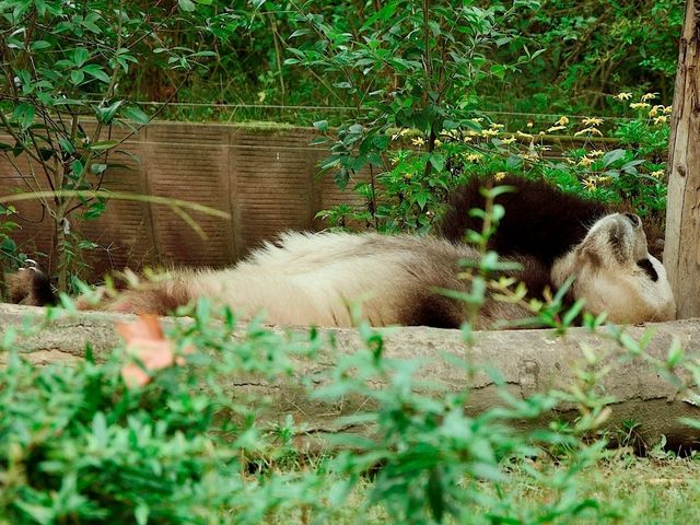 Day Visit to the Chengdu Panda Base