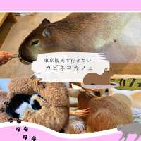 【吉祥寺】カピバラ＆猫と遊べる！？ユニークなカフェ