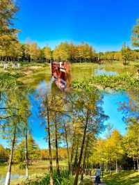 龍崗紅花嶺公園，一個超適合露營和親子遊玩的好地方！