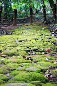 國慶節反向出遊|普洱茶馬古道小眾旅遊地。