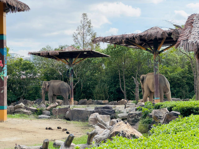 上海野生動物園‖旅遊必去小孩老人都喜歡。