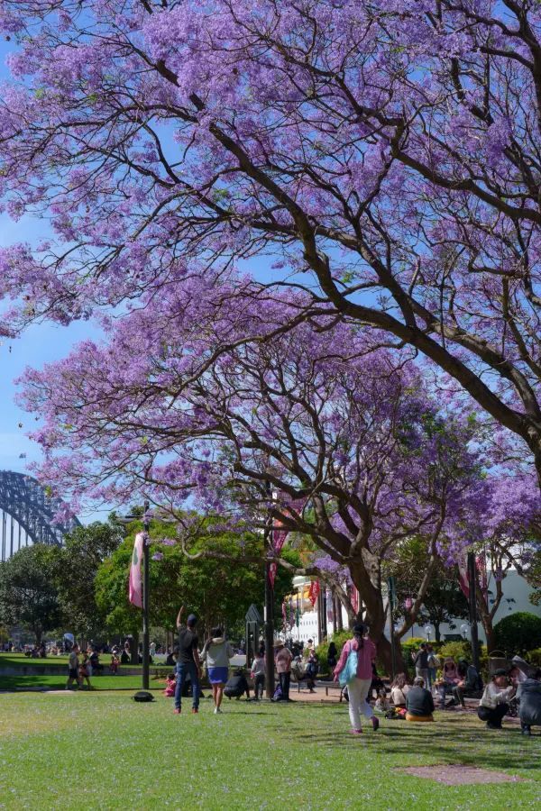 Sydney, it's the season of Jacaranda blooms again!