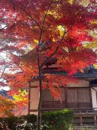 The Night Maple of Toji and the Ginkgo of Nishi Honganji are Amazing