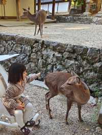 在奈良若草山看到了絕美日落。