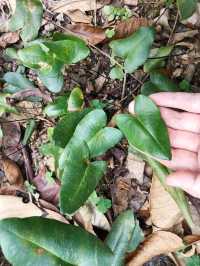 仙湖植物園的蕨園緊鄰弘法寺