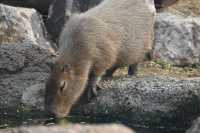 南京紅山森林動物園